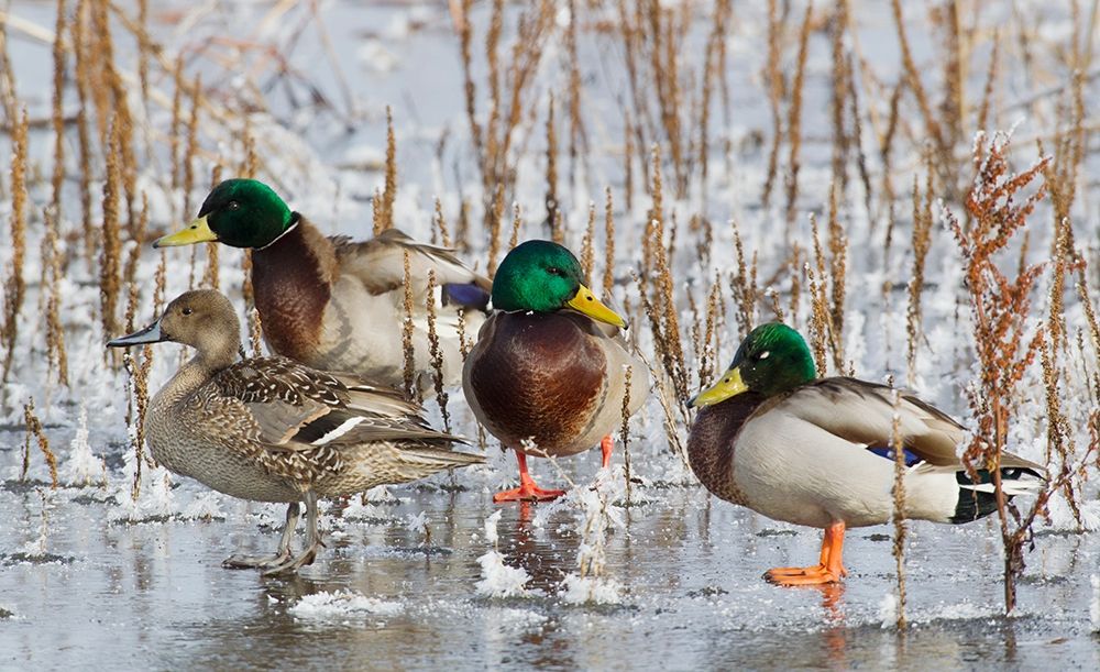 Mallard Drakes and northern Pintail Hen